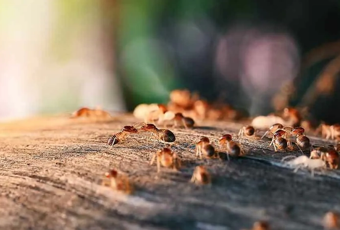 白蟻繁殖期 白蟻繁殖期