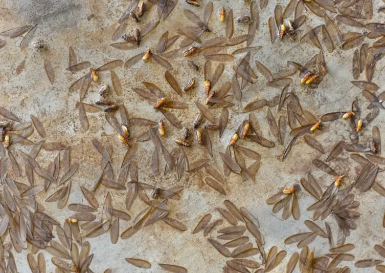 水蟻出現原因 水蟻出現原因