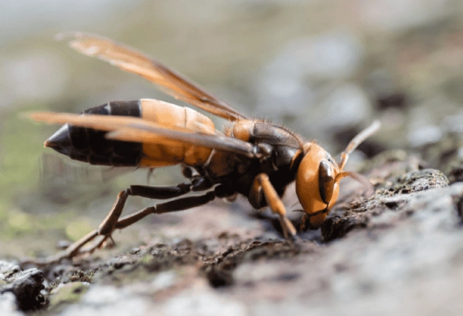 消滅虎頭蜂