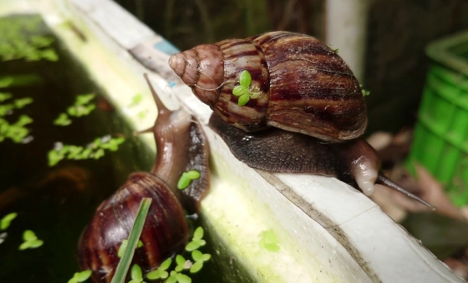 消滅蝸牛 消滅蝸牛