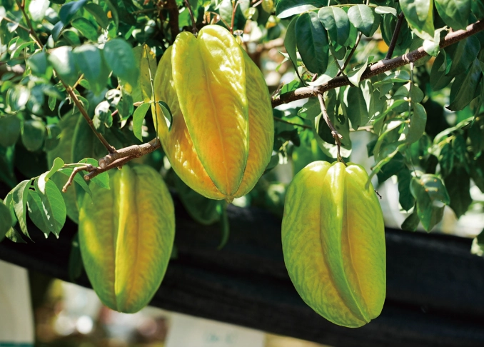 孕婦飲食禁忌 孕婦飲食禁忌