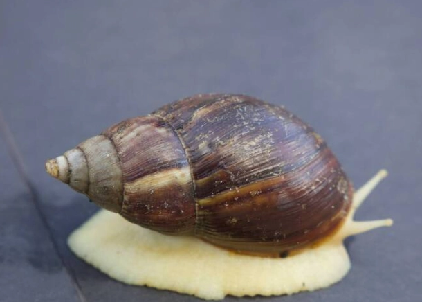 花園蝸牛防治 花園蝸牛防治