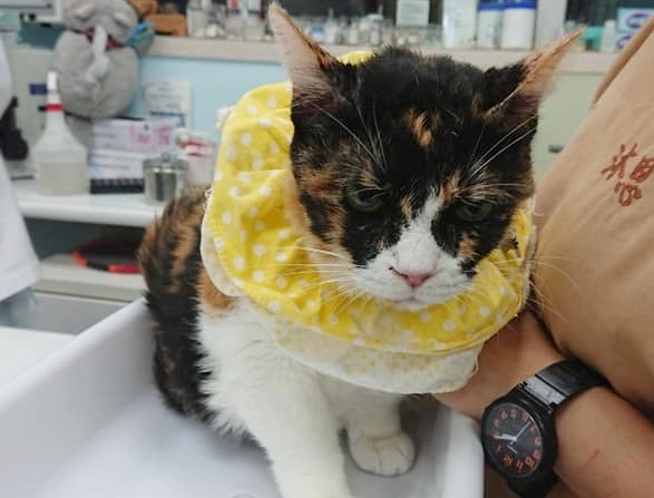 貓慢性胰臟炎飲食