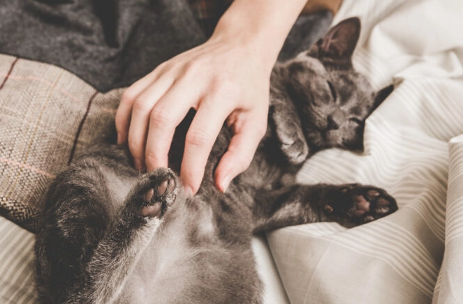 貓慢性胰臟炎飲食