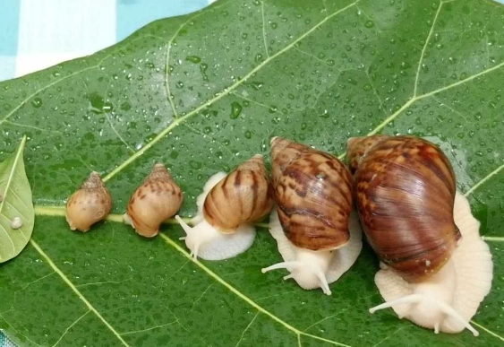 如何消滅蝸牛？完整攻略：從預防到根除的8個有效方法