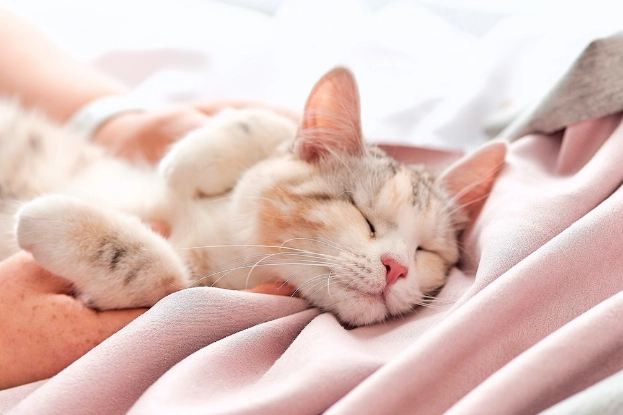 貓咪胰臟炎飲食 貓咪胰臟炎飲食