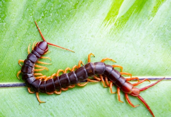 家裡有蜈蚣怎麼辦