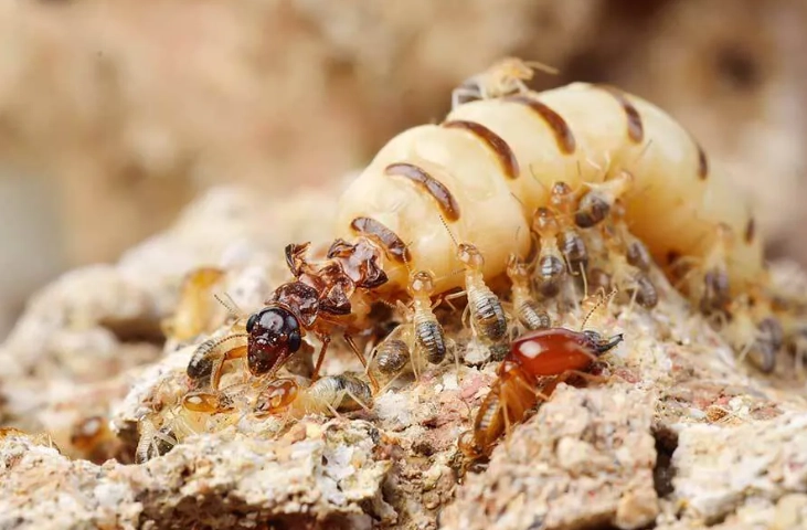 水蟻防治方法 水蟻防治方法
