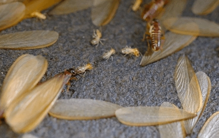 家裡有飛蟻怎麼辦