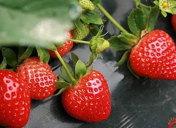 氣喘可以吃草莓嗎？專家解析過敏風險與安全飲食指南