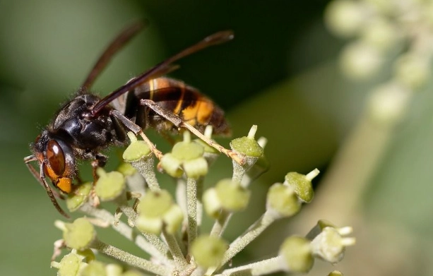 黃腳虎頭蜂 毒性 黃腳虎頭蜂 毒性