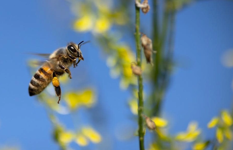 虎頭蜂防範方法 虎頭蜂防範方法