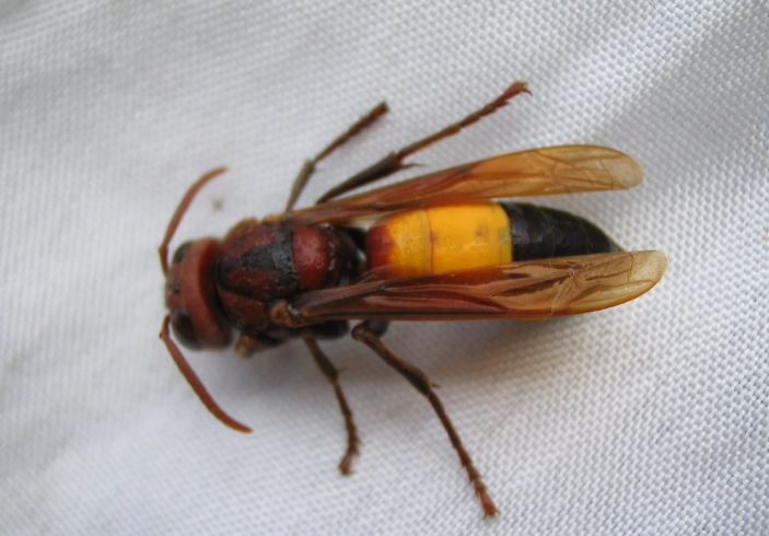 蜂巢處理 蜂巢處理