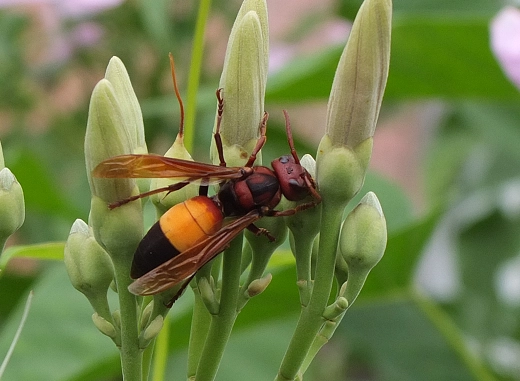 蜂螫緊急處理 蜂螫緊急處理