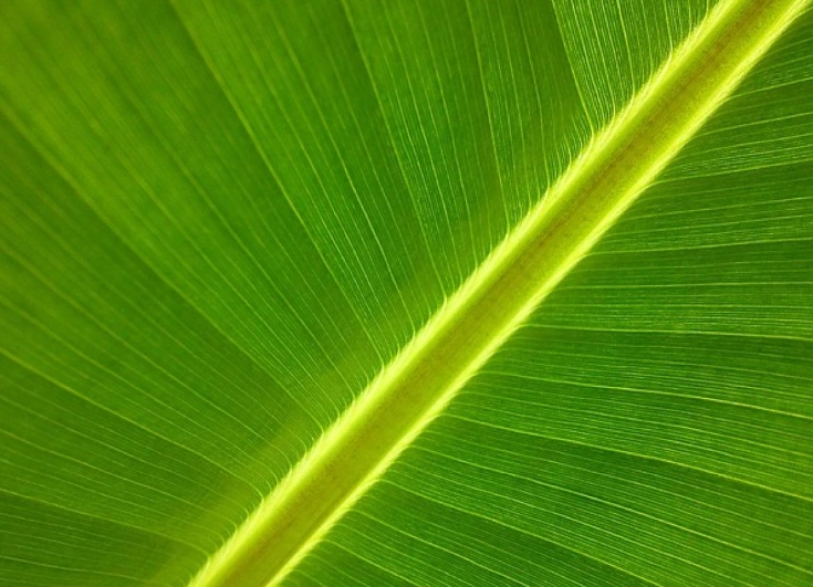 水果藥物交互 水果藥物交互