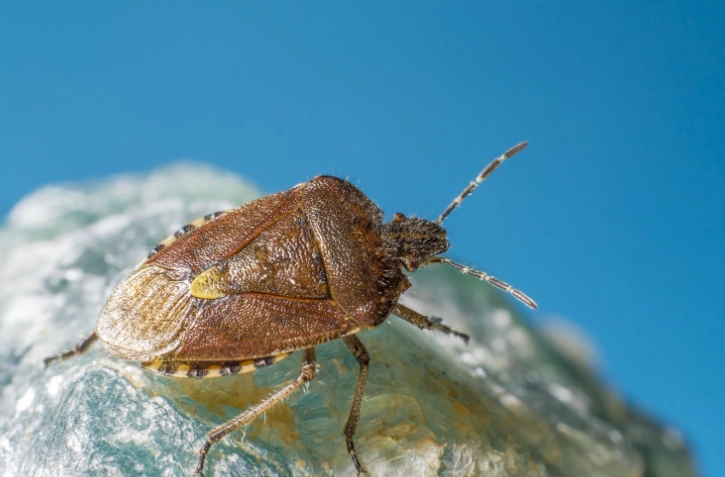 自然除床蝨 自然除床蝨