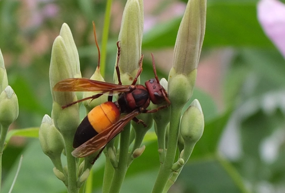 虎頭蜂煙燻料理