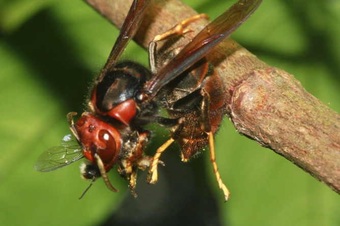 虎頭蜂 蜇傷 處理 虎頭蜂 蜇傷 處理