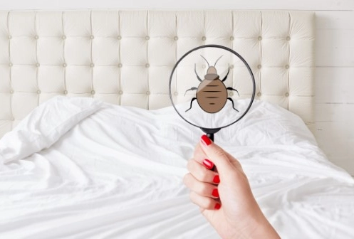 床蝨防治氣味