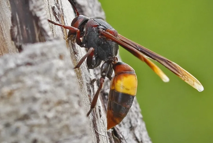 黃腰虎頭蜂 黃腰虎頭蜂