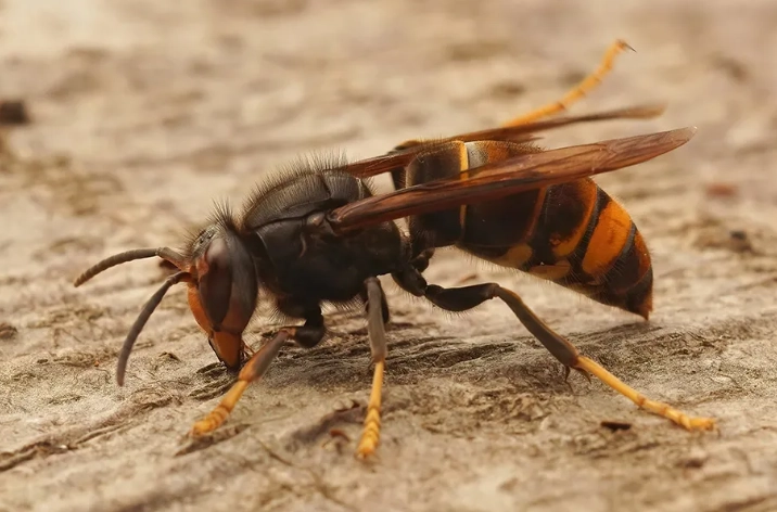 蜂螫緊急處理 蜂螫緊急處理