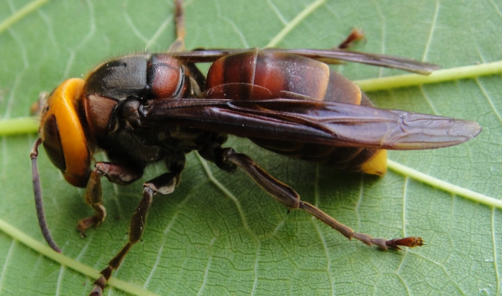 台灣 虎頭蜂 種類 台灣 虎頭蜂 種類