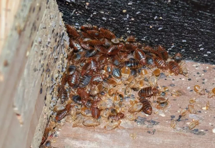 生物防治床蝨 生物防治床蝨