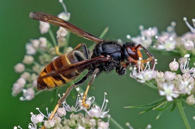 虎頭蜂 蜇傷 處理 虎頭蜂 蜇傷 處理
