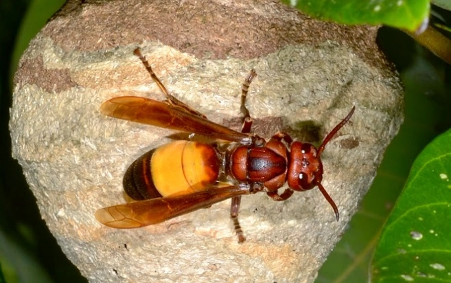 黃腰虎頭蜂 黃腰虎頭蜂