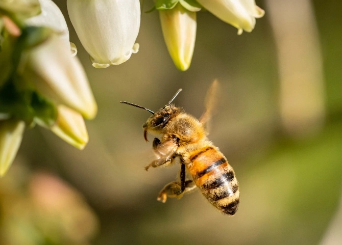 虎頭蜂攻擊蜜蜂：生態危機與實用防護全指南