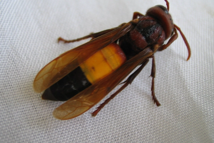 蜂巢處理 蜂巢處理