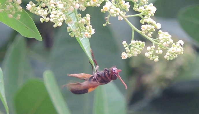 虎頭蜂習性 虎頭蜂習性