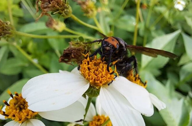 虎頭蜂防範方法 虎頭蜂防範方法