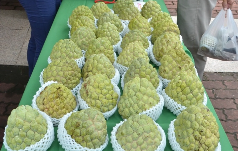 釋迦 過敏 氣喘