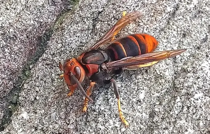 黃腳虎頭蜂有毒嗎？毒性強度、症狀與緊急處理全解析