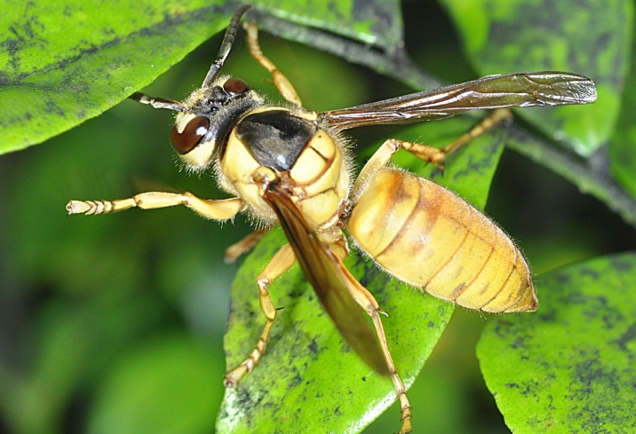 虎頭蜂煙燻料理
