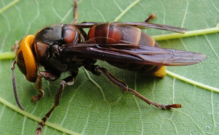 黃腰虎頭蜂習性全解析：巢穴構造、社會行為與安全防護指南