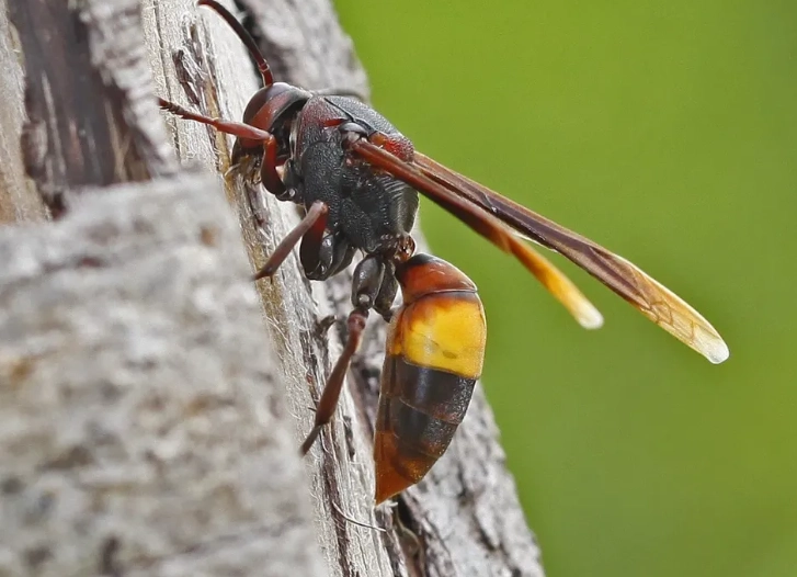 蜂螫緊急處理 蜂螫緊急處理
