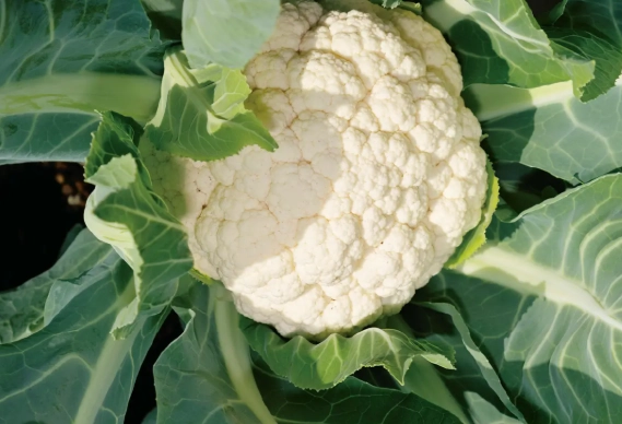 青花菜 保存 方法 青花菜 保存 方法