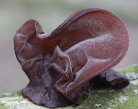 黑木耳腎衰竭真相：專家解析風險與預防關鍵