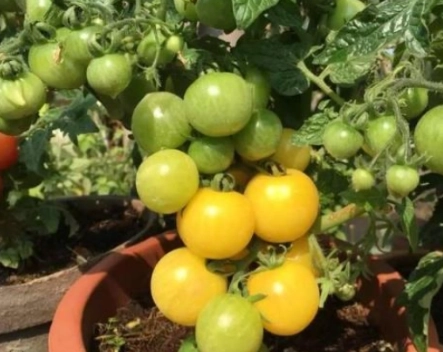 黃色大番茄種植