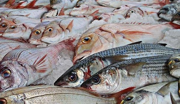 那些魚不要吃？餐桌安全指南：避開高汞、多氯聯苯魚類清單