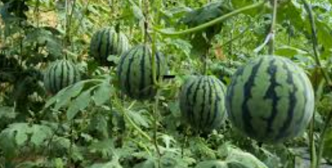 高鉀水果 高鉀水果