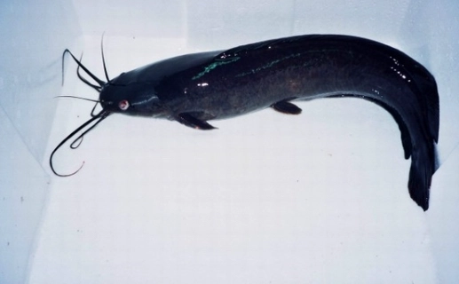 台灣海鮮安全 台灣海鮮安全