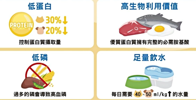 腎臟病狗狗適合吃什麼蔬菜？獸醫親授低磷飲食清單與餵食技巧
