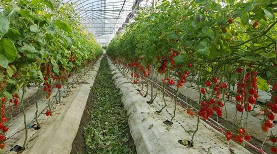 小番茄產季全攻略：台灣採收時機、品種與農場體驗完整解析