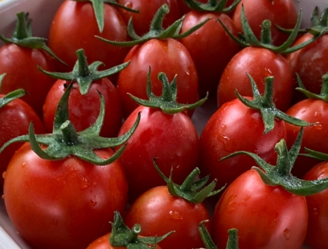 小番茄採收時間