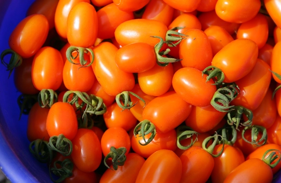 台灣小番茄季節