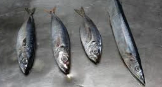 魚類汞含量 魚類汞含量