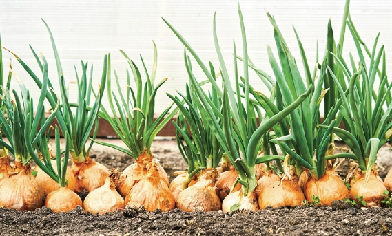 洋蔥 烹飪技巧 洋蔥 烹飪技巧